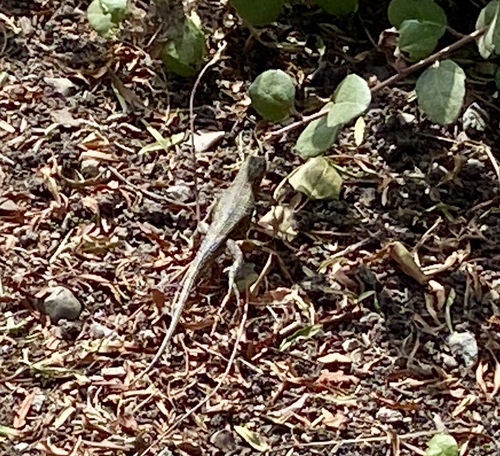 iNaturalist observation photo of Western Fence Lizard