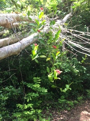 Pinochia corymbosa portoricensis