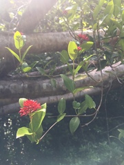 Pinochia corymbosa portoricensis