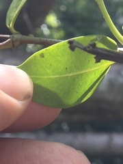 Pinochia corymbosa portoricensis