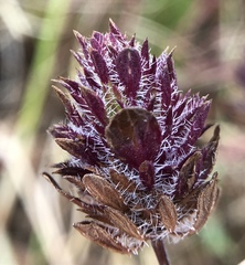 Pogogyne zizyphoroides