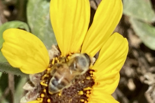 iNaturalist observation photo of Western Honey Bee