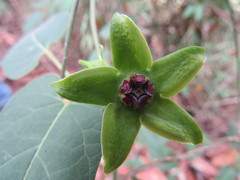 Gonolobus uniflorus