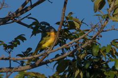Malaconotus blanchoti