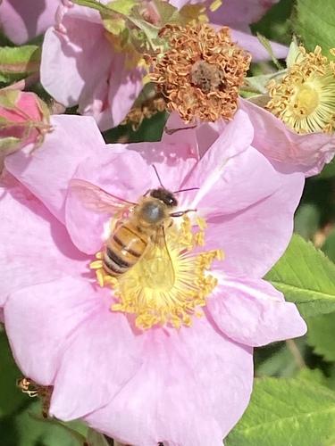 iNaturalist observation photo of Western Honey Bee