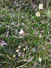 Gagea serotina