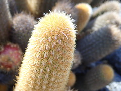 Brachycereus nesioticus