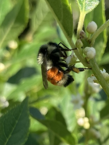 Tricolored Bumble Bee photographed in Maine