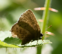 Callophrys augustinus iroides
