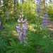 Burke's Lupine - Photo (c) Thayne Tuason, some rights reserved (CC BY-NC)