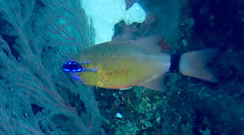 Ostorhinchus aureus