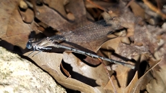 Argia funebris