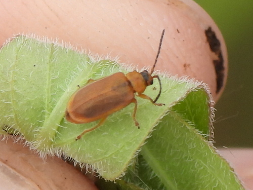 Black-margined Loosestrife Beetle photo 3