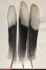 Streptopelia decaocto