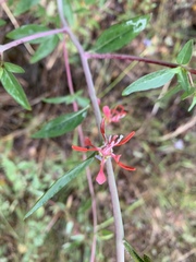 Clarkia unguiculata
