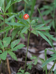 Anemonoides uralensis