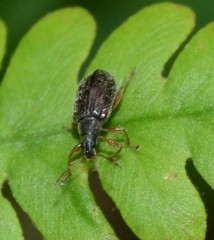 Phyllobius oblongus