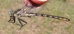 Arigomphus cornutus