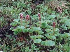 Boykinia richardsonii