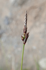 Carex vanheurckii
