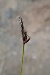 Carex vanheurckii