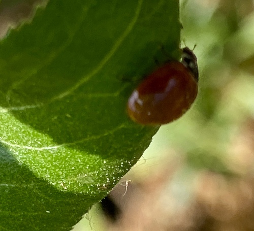 iNaturalist observation photo of Spotless Lady Beetle