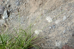 Carex vanheurckii