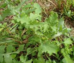 Sonchus asper