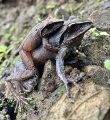 Northern Cordilleras Robber Frog photo 5