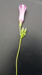 Ipomoea asarifolia