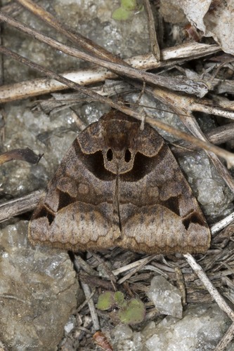 Toothed Somberwing photo 2