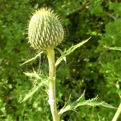 Cirsium engelmannii