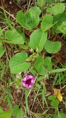 Ipomoea asarifolia