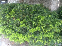 Taxus baccata