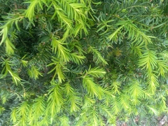 Taxus baccata