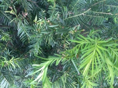 Taxus baccata