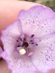 Clarkia dudleyana