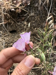 Clarkia dudleyana