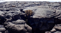 Brachycereus nesioticus