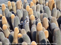 Brachycereus nesioticus