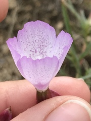 Clarkia dudleyana