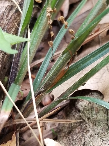 Image of Carex virescens by (c) botanygirl, some rights reserved (CC BY)