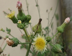 Sonchus asper