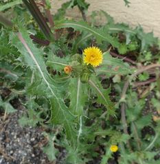 Sonchus asper