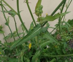 Sonchus asper