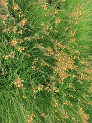 Bulbine frutescens