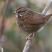 Rusty Song Sparrow - Photo (c) Liam Singh, some rights reserved (CC BY-NC), uploaded by Liam Singh