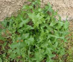 Sonchus asper