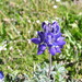 Lobb's Lupine - Photo (c) brewbooks, some rights reserved (CC BY-SA), uploaded by John Brew