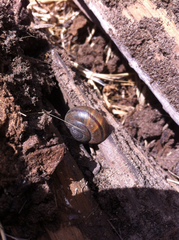 Helminthoglypta traskii